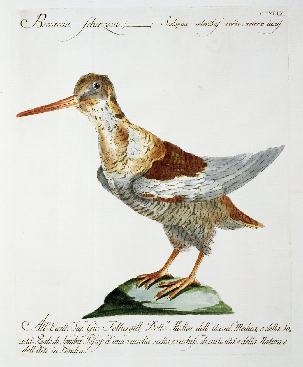 Watersnip, ca. 1767-76 door Italian School