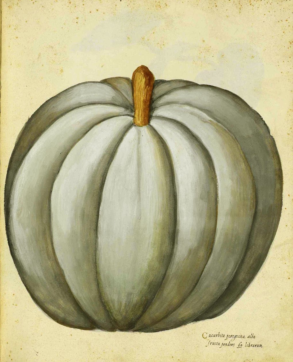 Witte Pompoen door Ulisse Aldrovandi door Italian School