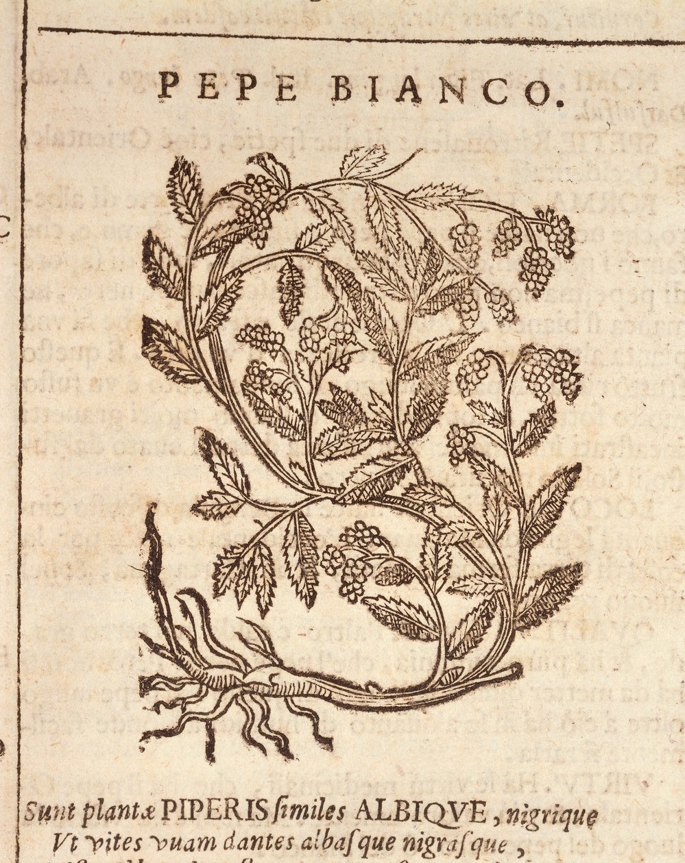 Witte peper van zwarte peperplant (Piper nigrum), gravure door Castore Durante door Italian School