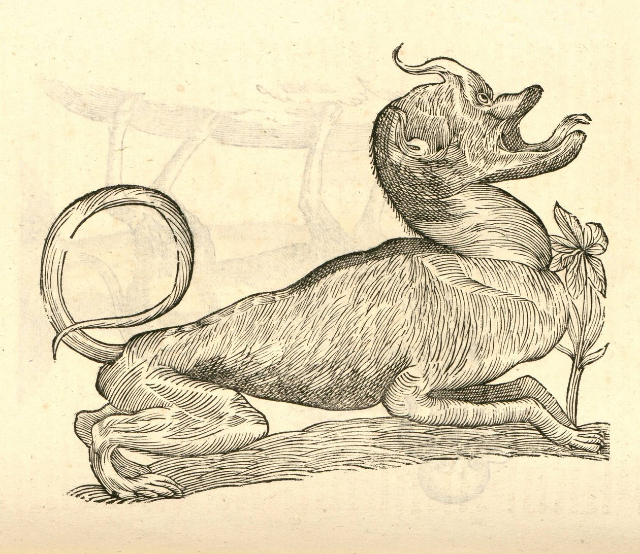 Illustratie van Canis monstroso capite uit Aldrovandis Geschiedenis van Monsters, 1642 door Italian School