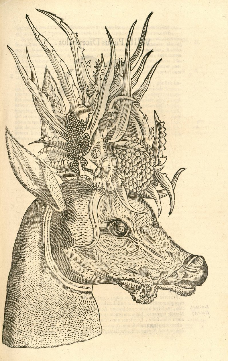 Illustratie van Capreolus Polyceros uit Aldrovandi
