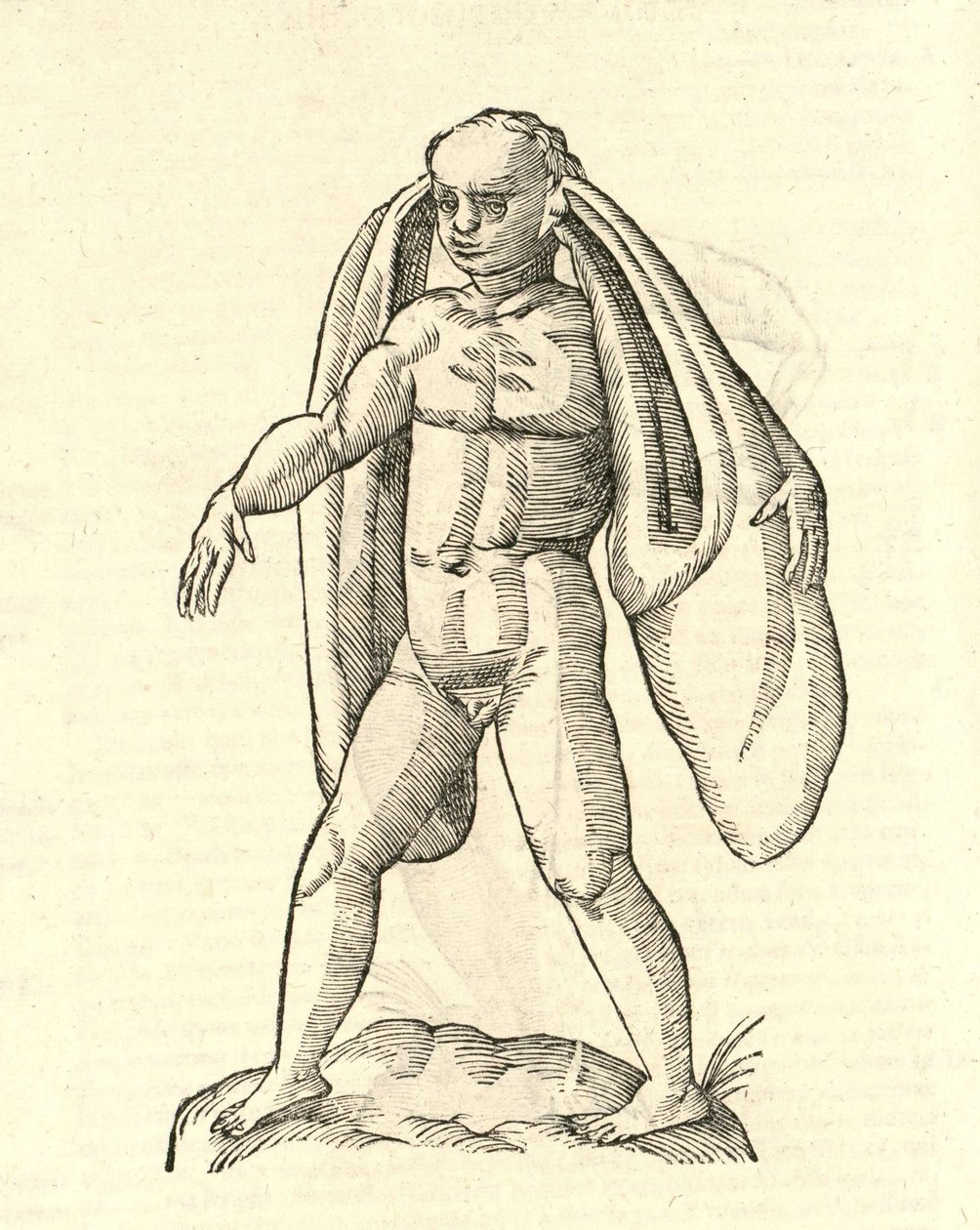 Illustratie van Homo Fanesius auritus uit Aldrovandi