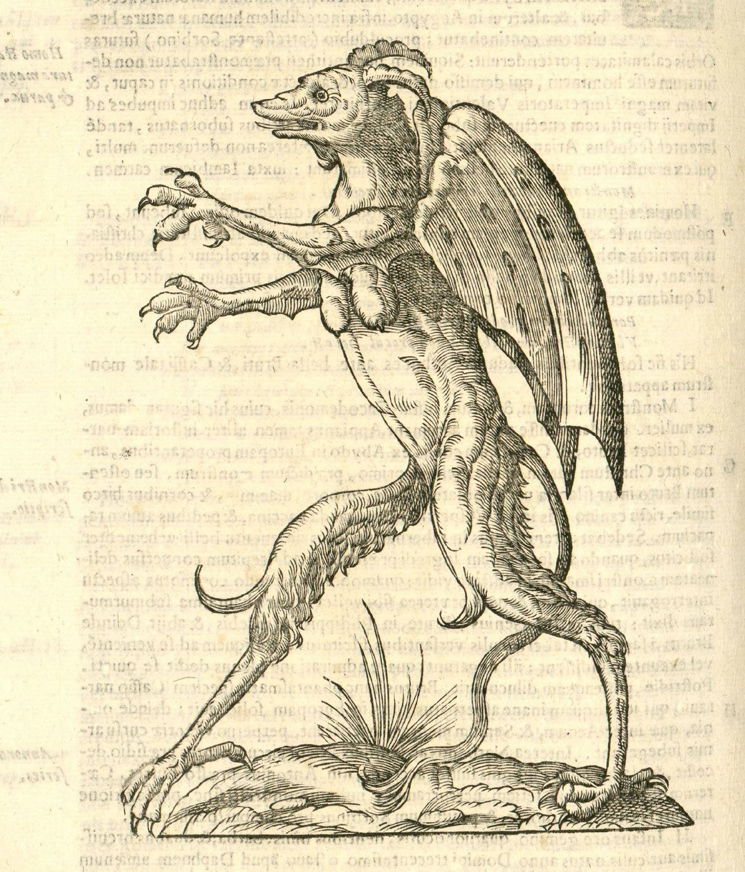 Illustratie van Monstrum alatum, & cornutum instar Cacodaemonis uit Aldrovandi