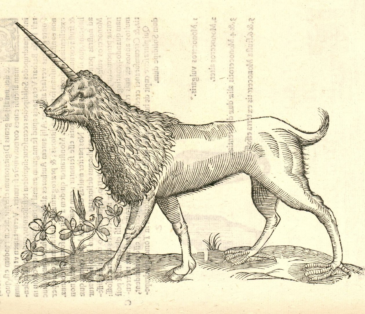 Illustratie van een Camphurch uit Aldrovandis Geschiedenis van Monsters, 1642 door Italian School