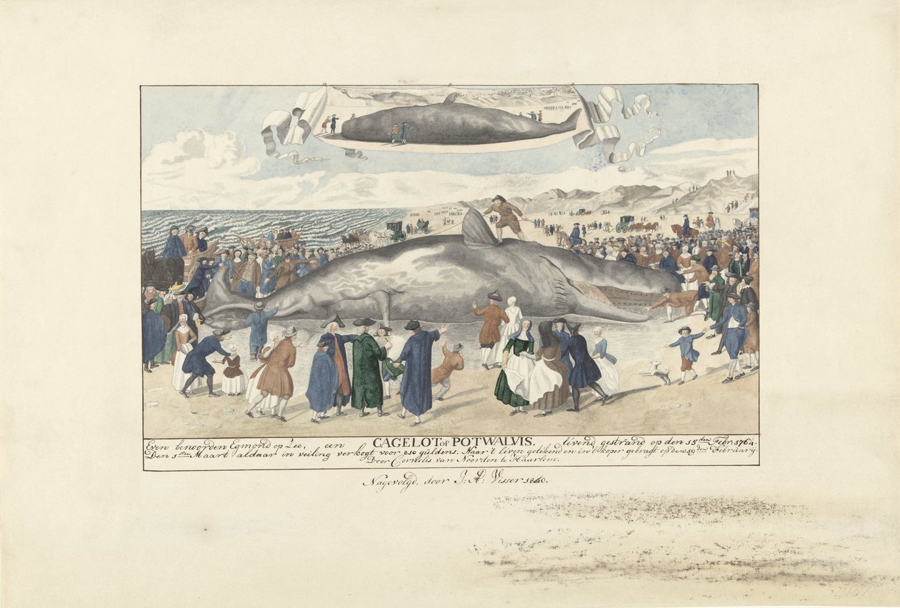 Potvis gestrand bij Egmond aan Zee, 1764 door J.A. Visser