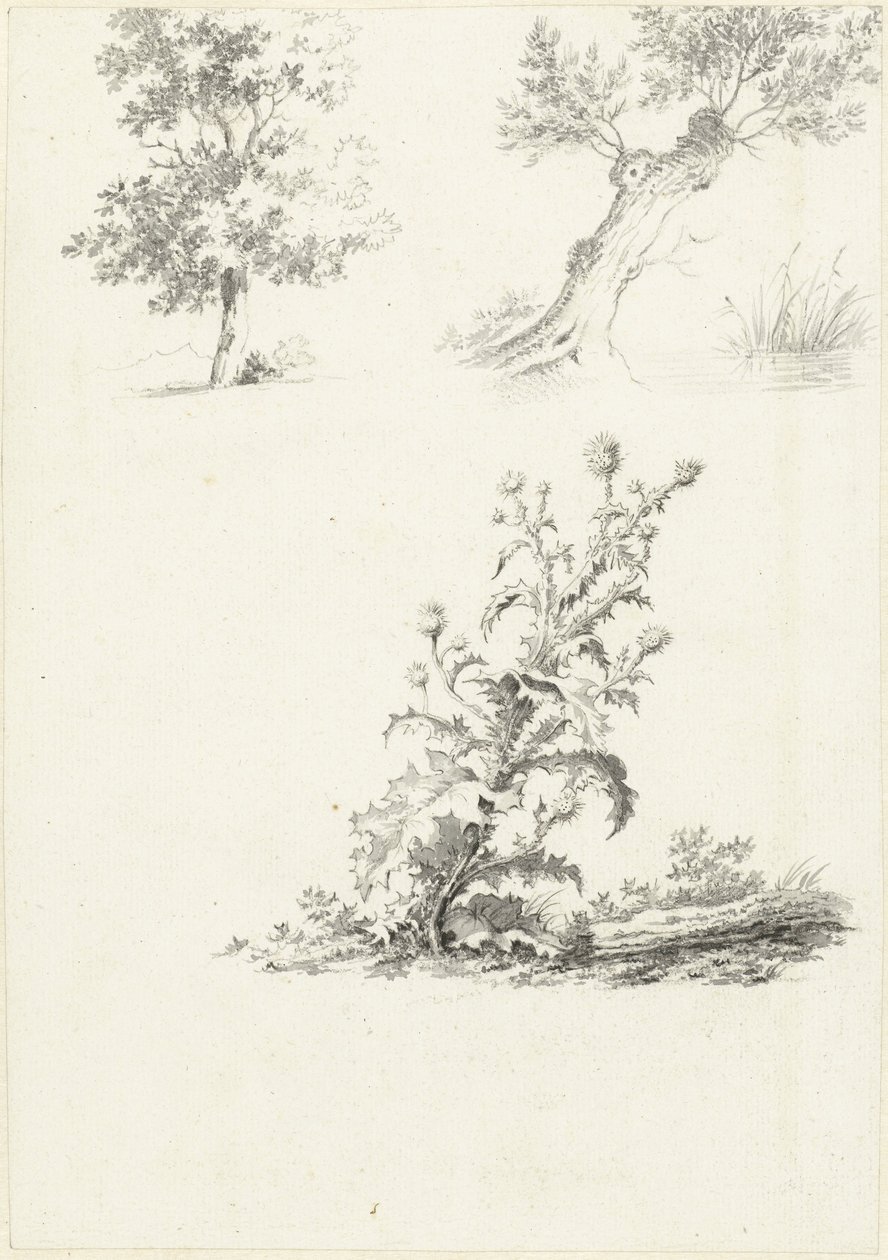 Twee studies van een boom en een distel door J.B. Joss (attributed to)