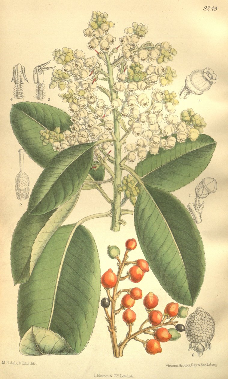 Arbutus menziesii door J.N. Fitch