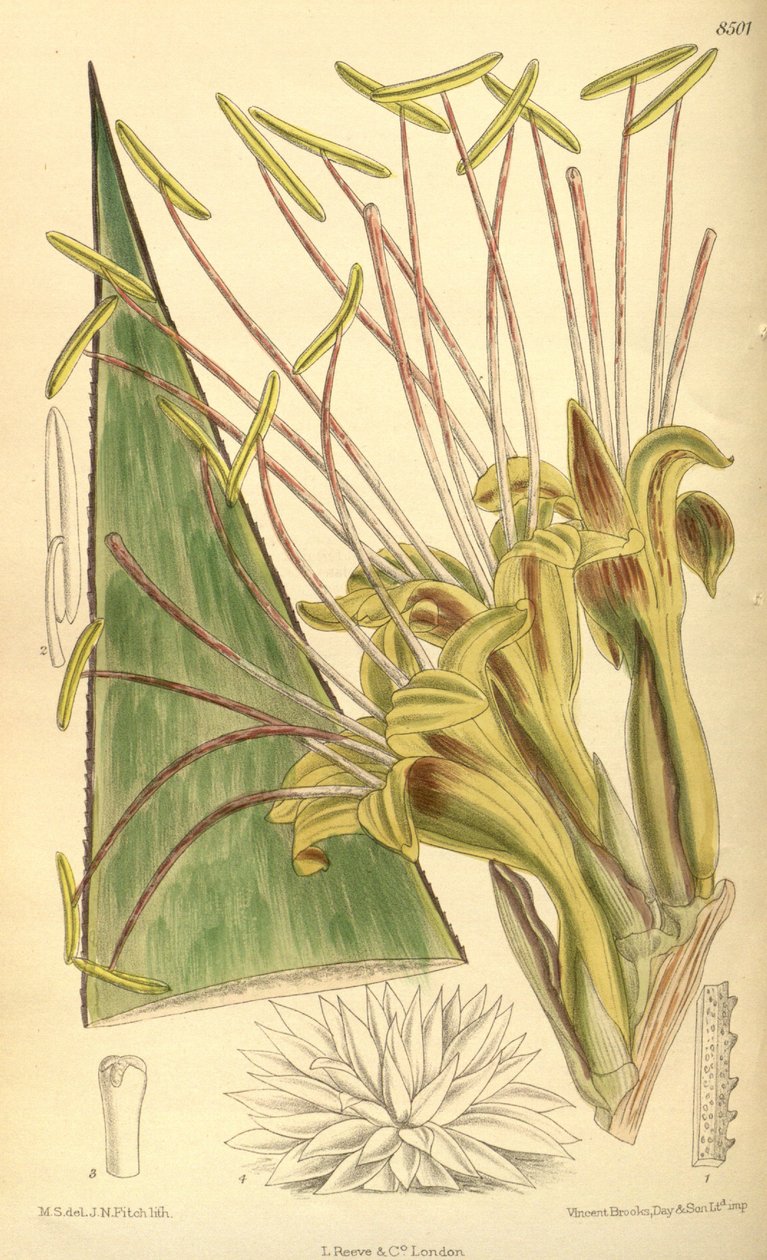 Agave warelliana, Asparagaceae, Agavoideae door J.N. Fitch