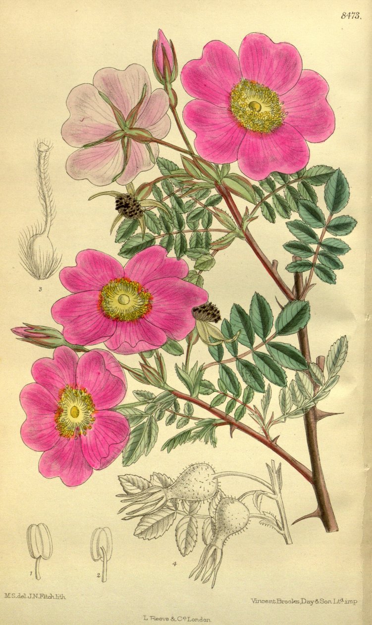 Rosa sertata door J.N. Fitch