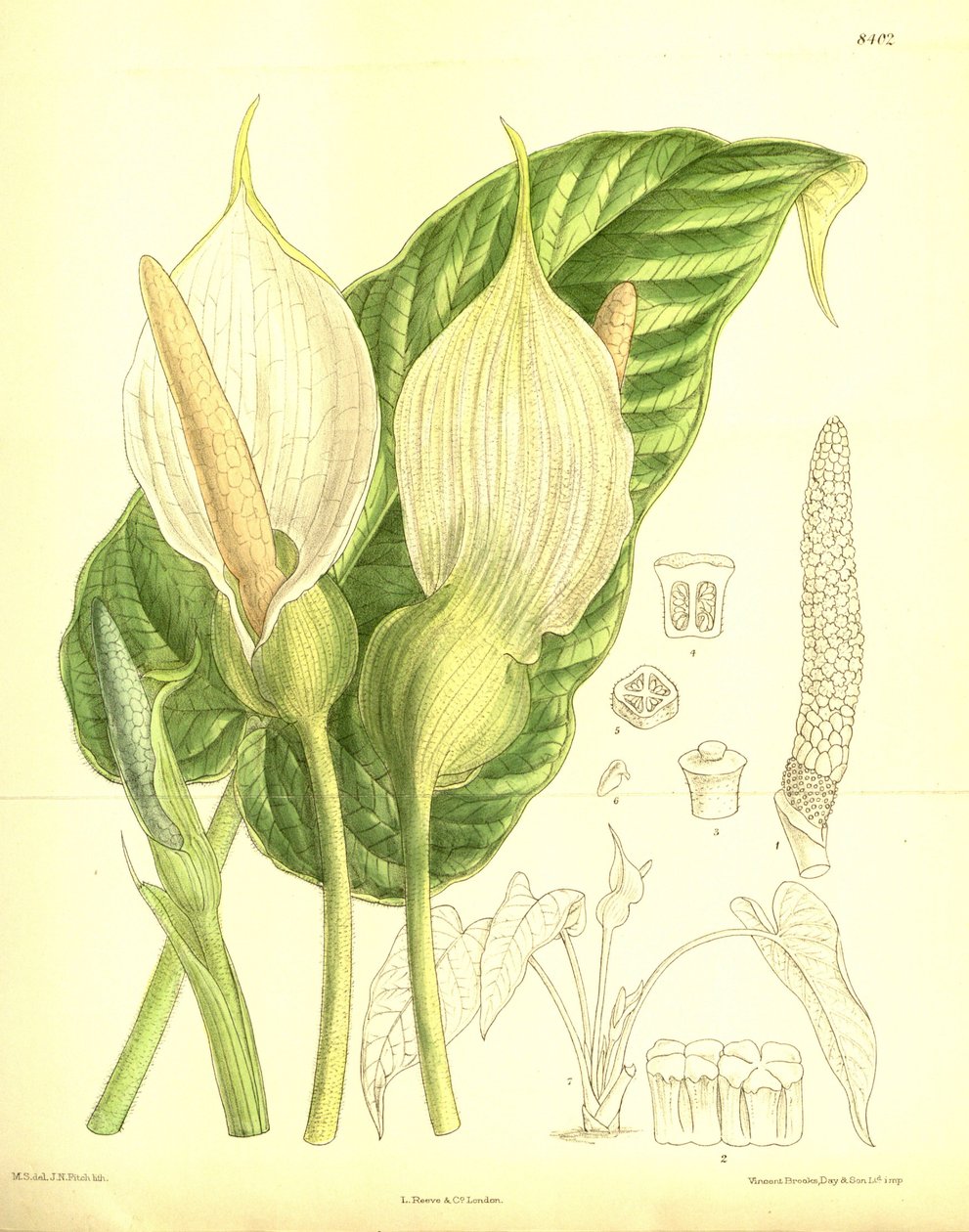 Caladium pubescens, Araceae door J.N. Fitch