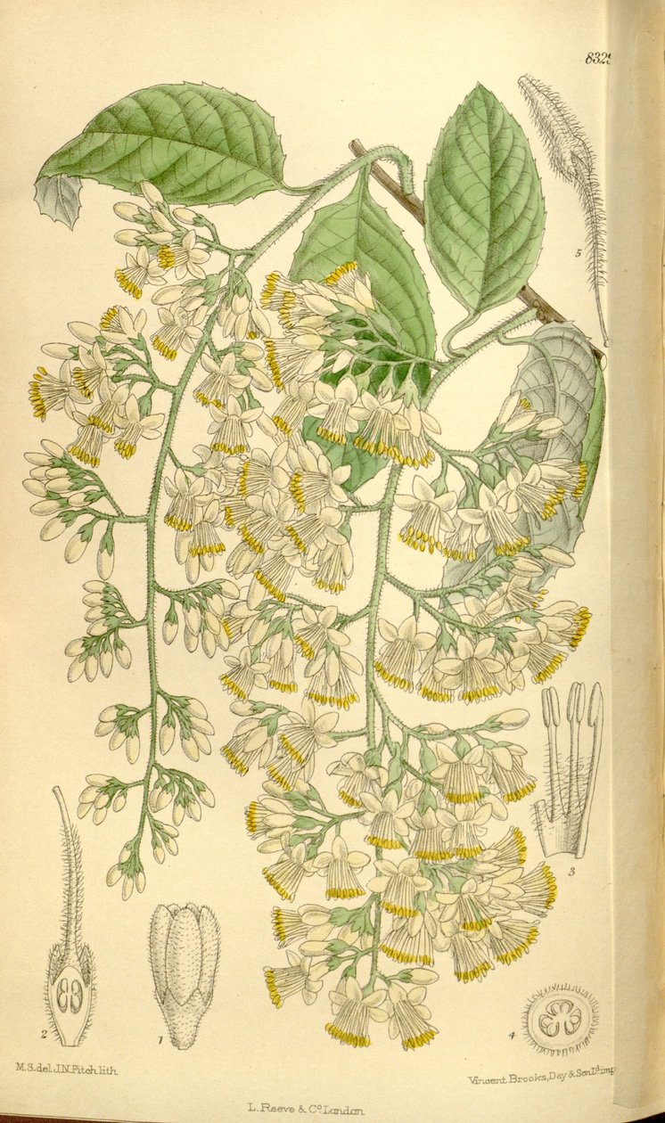 Pterostyrax hispidus, Styracaceae door J.N. Fitch
