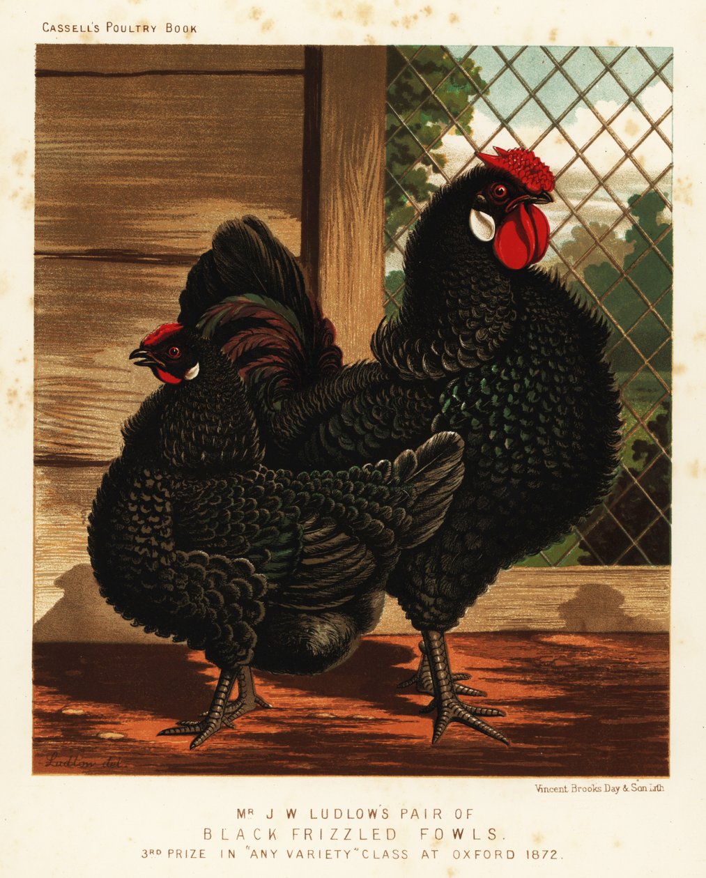 Zwarte gekrulde kip, haan en hen door J. W. (after) Ludlow