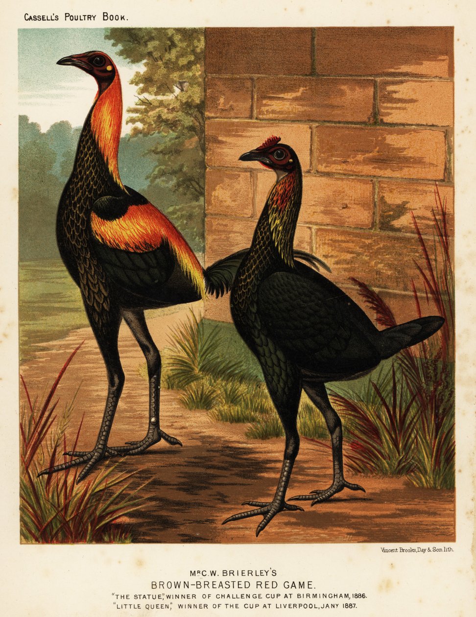 Bruinborstige rode vechtvogels door J. W. (after) Ludlow