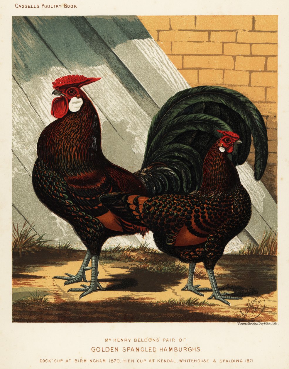 Gouden gespikkelde Hamburgh haan en hen door J. W. (after) Ludlow