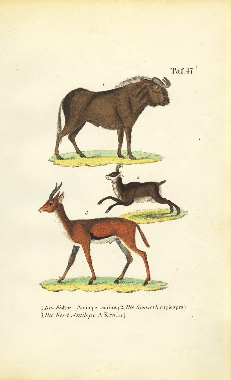 Afrikaanse dieren door J. W. Tenhaeff