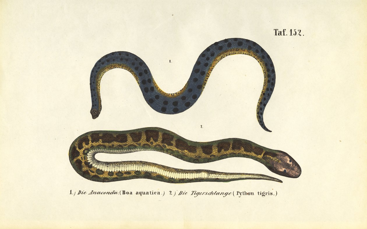 Anaconda en Indische python door J. W. Tenhaeff