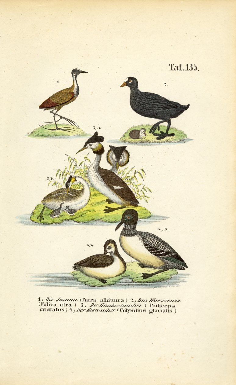 Watervogels met Jacana, Meerkoet, Fuut en Meerkoet door J. W. Tenhaeff