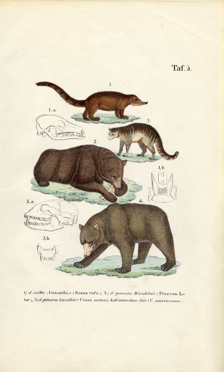 Beren en verwante carnivoren met schedelgegevens door J. W. Tenhaeff