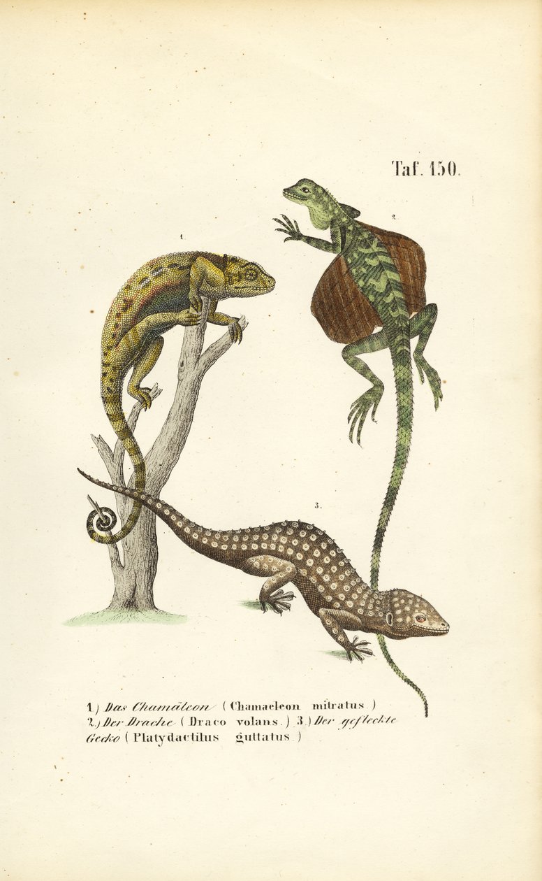 Kameleon, vliegende draak en Tokay gekko door J. W. Tenhaeff