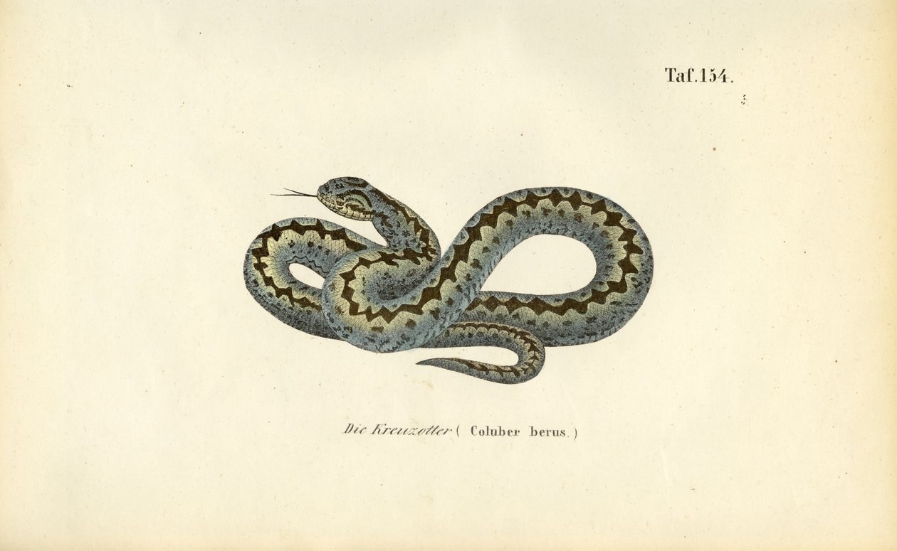 Gemeenschappelijke Europese Adder door J. W. Tenhaeff