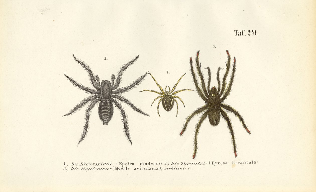 Gevaarlijke spinnensoorten door J. W. Tenhaeff