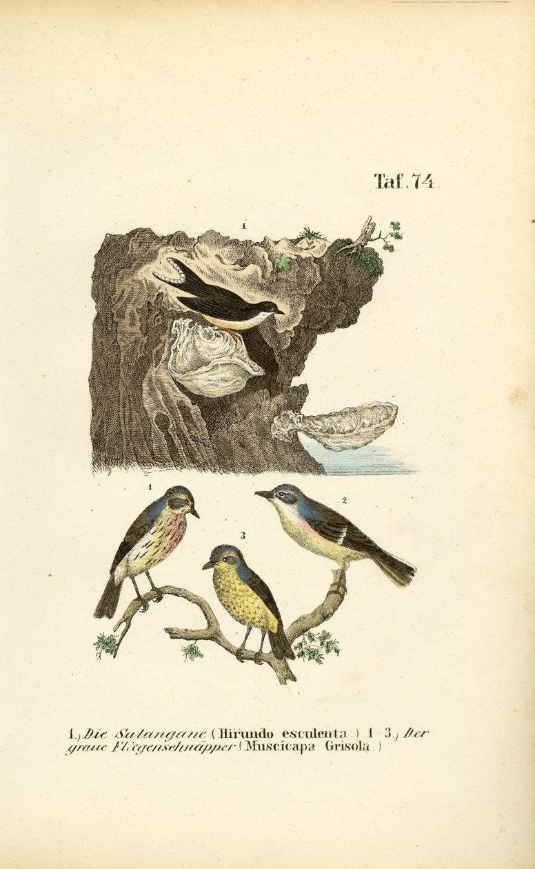 Gierzwaluw en Bonte Vliegenvangers door J. W. Tenhaeff