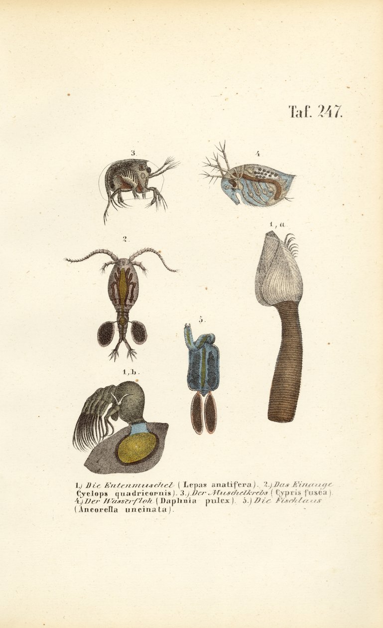 Zoetwaterschaaldieren en schelpdierbevattende micro-organismen door J. W. Tenhaeff