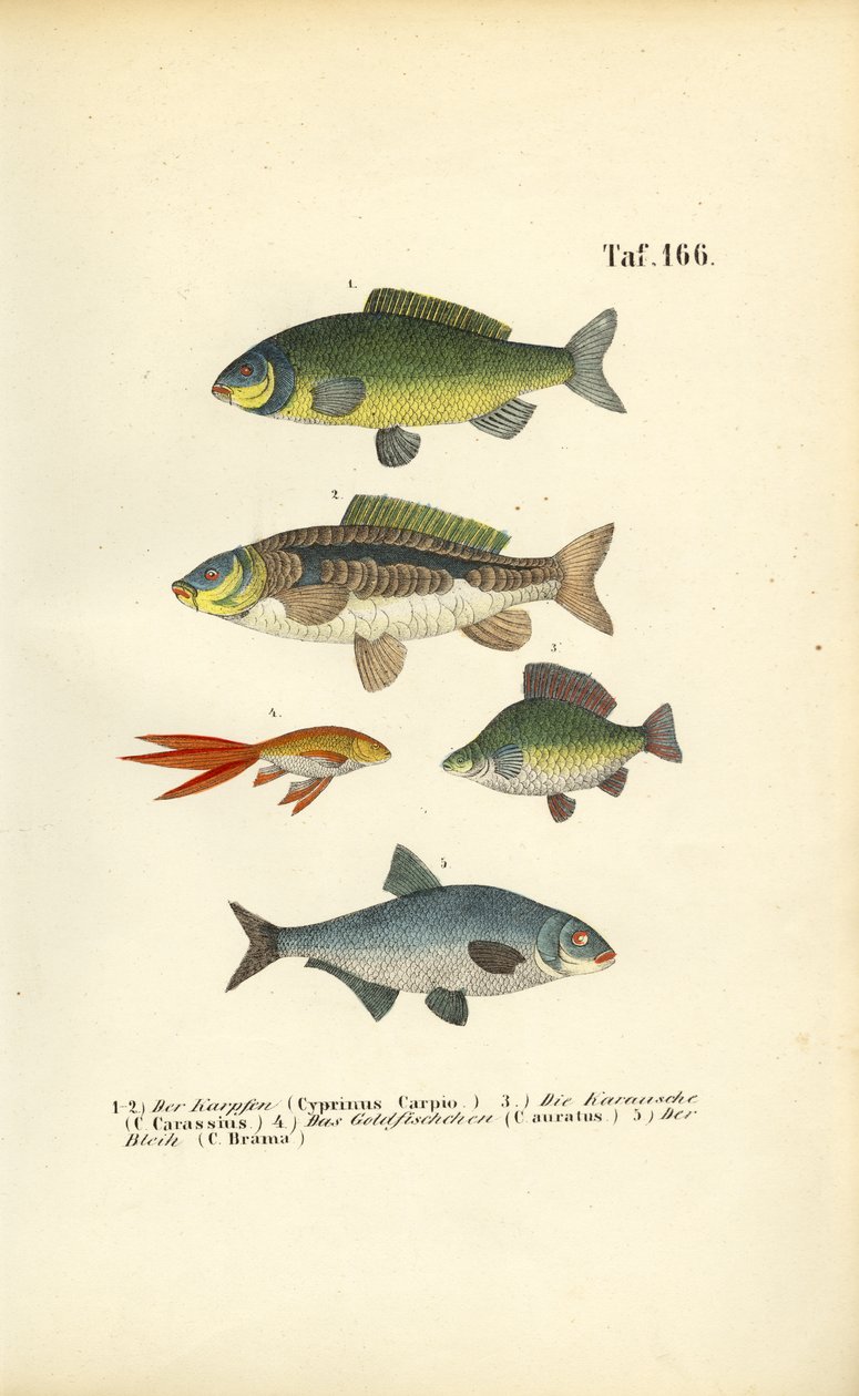 Zoetwatervis van de karperfamilie door J. W. Tenhaeff