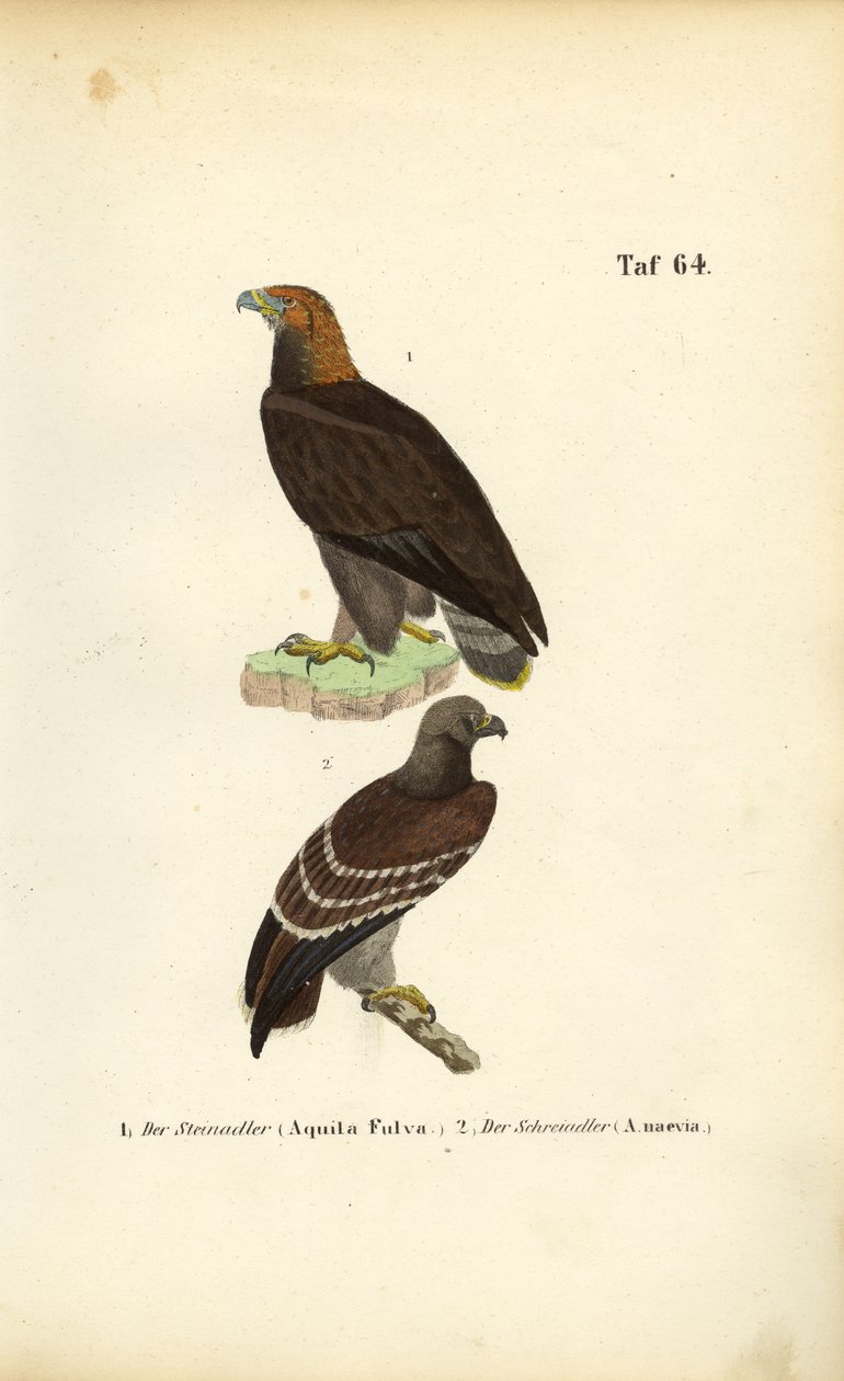 Steenarend en kleine zeearend door J. W. Tenhaeff