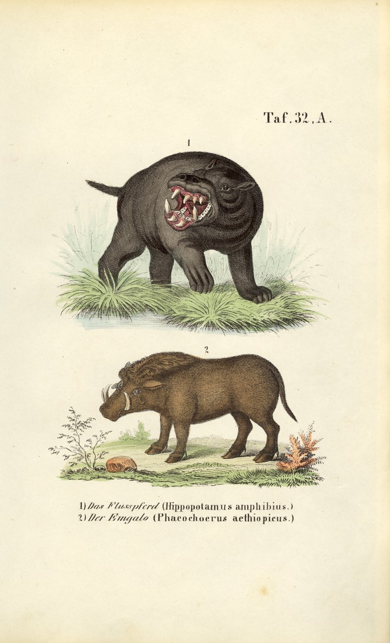 Nijlpaard en wrattenzwijn door J. W. Tenhaeff