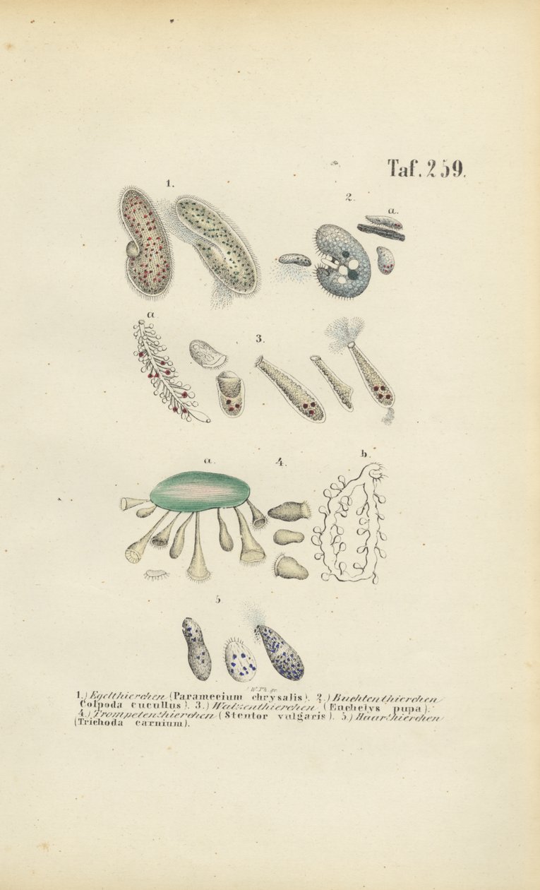 Infusoria: Paramecium, Stentor en andere Ciliaten door J. W. Tenhaeff