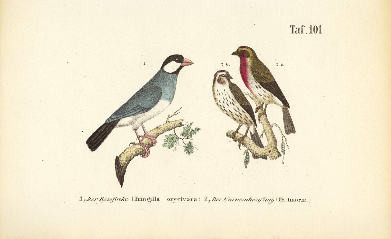 Java Mus en Roodmus door J. W. Tenhaeff