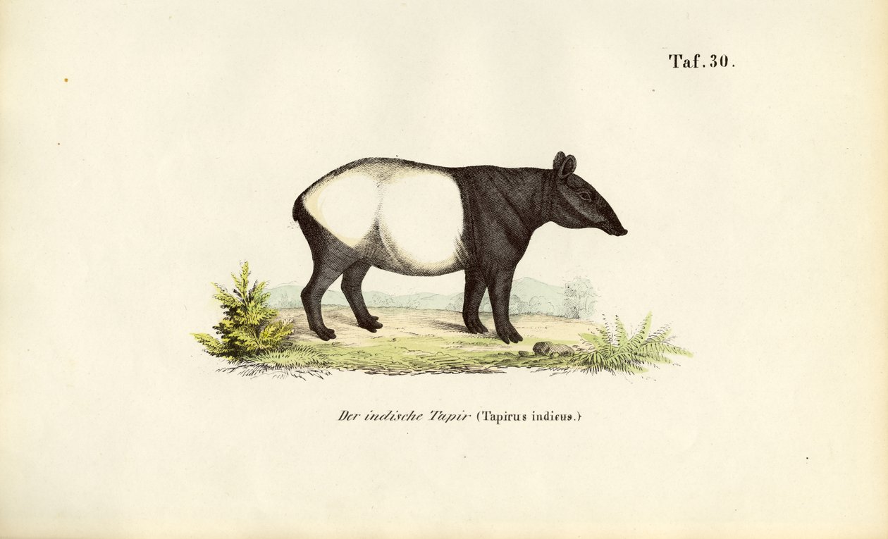 Maleise tapir door J. W. Tenhaeff