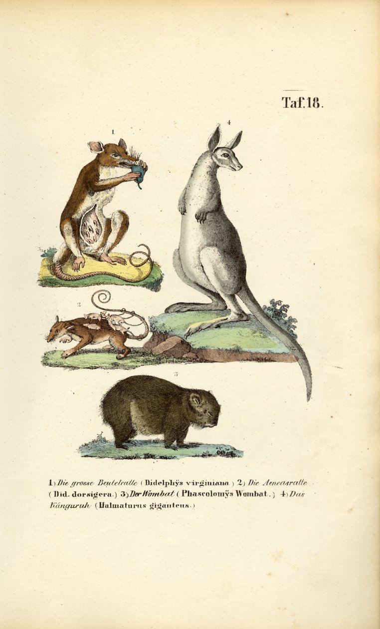 Buideldieren uit Amerika en Australië door J. W. Tenhaeff