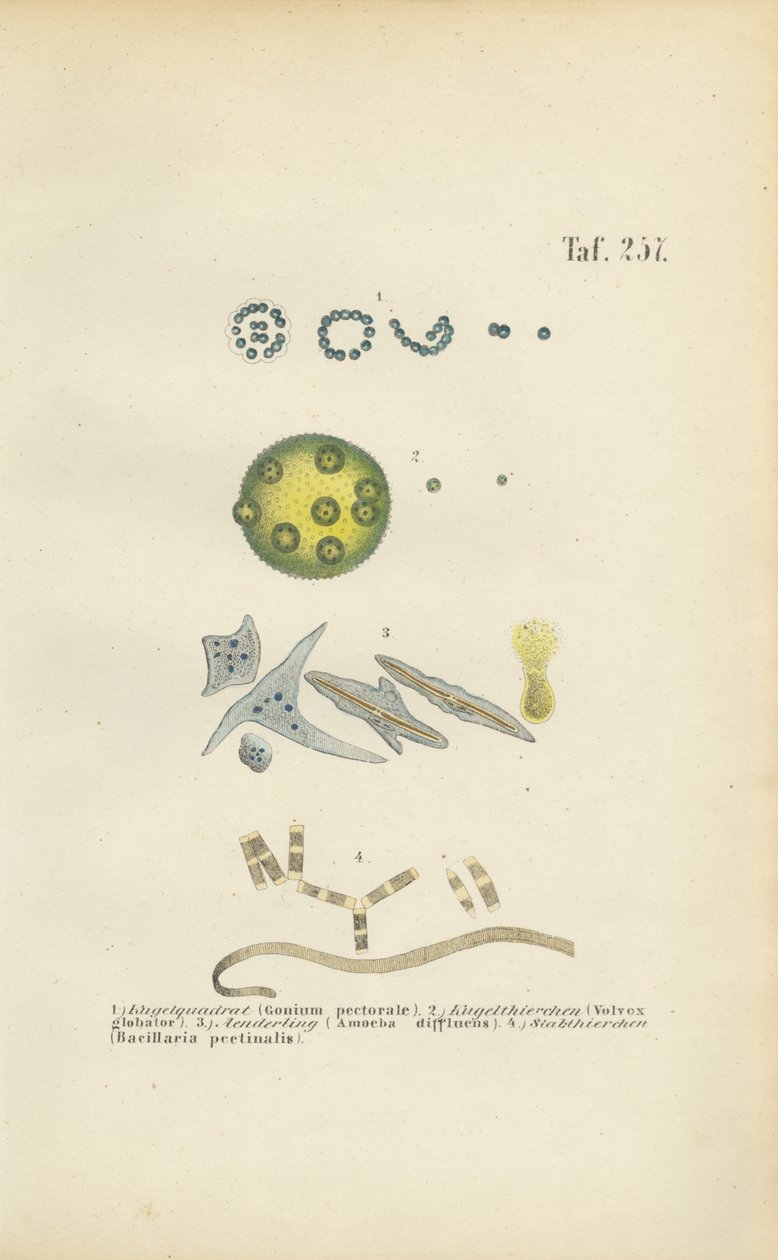 Micro-organismen: Gonium, Volvox en andere eencellige organismen door J. W. Tenhaeff