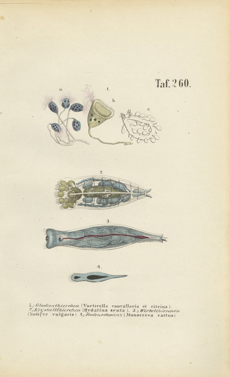Microscopische eencellige organismen: Klokdiertjes, Rotiferen en Platwormen door J. W. Tenhaeff