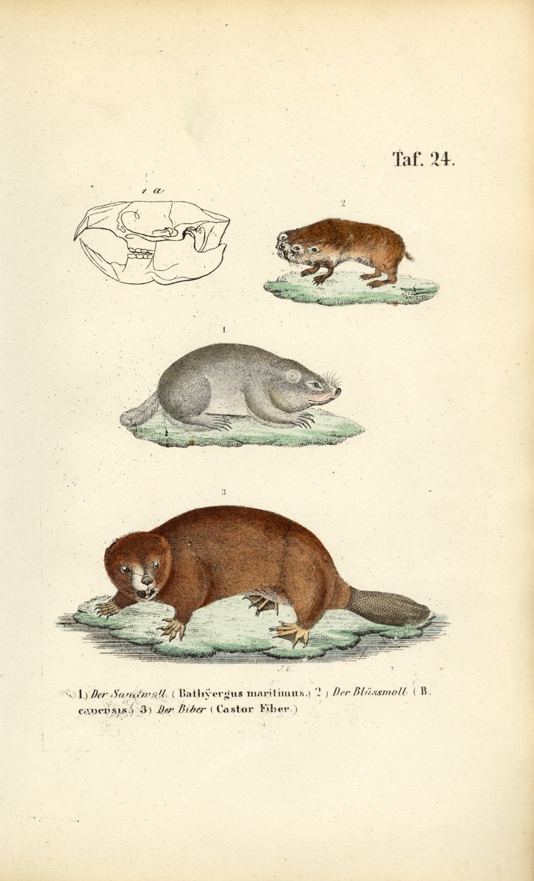 Molratten en bevers door J. W. Tenhaeff