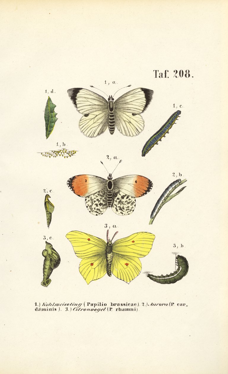 Lokale vlinders met hun ontwikkelingsstadia door J. W. Tenhaeff