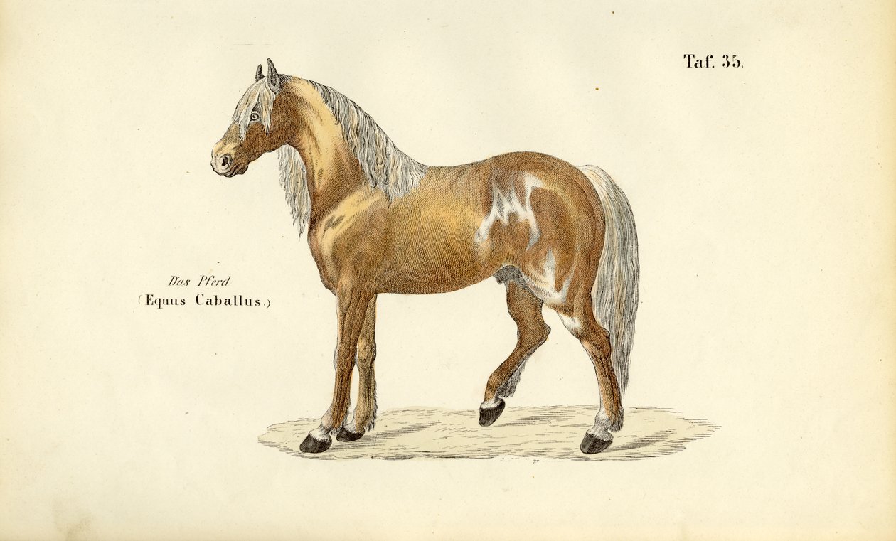Edel paard door J. W. Tenhaeff