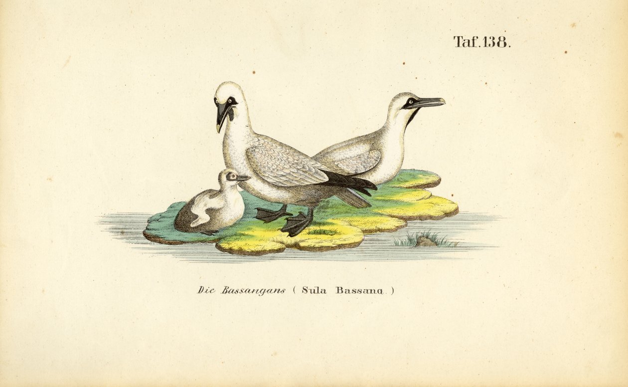 Jan-van-gent met jong door J. W. Tenhaeff