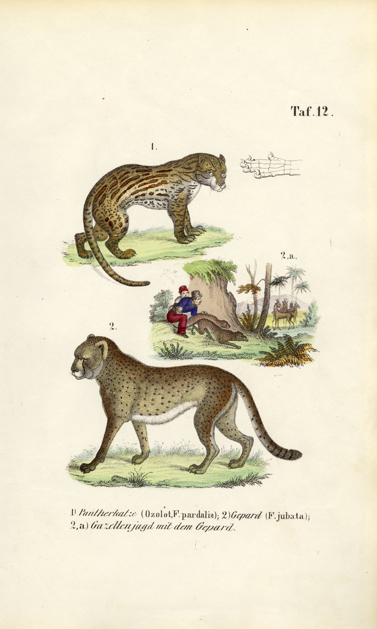 Ocelot, jachtluipaard en jacht op jachtluipaarden door J. W. Tenhaeff