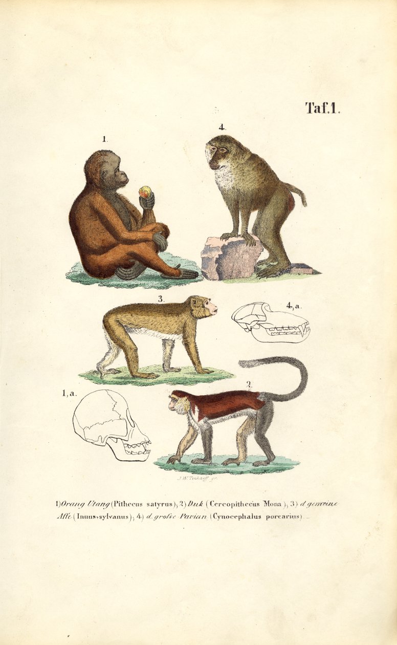 Oude wereld apen: Orang-oetan, makaak, aap en baviaan door J. W. Tenhaeff