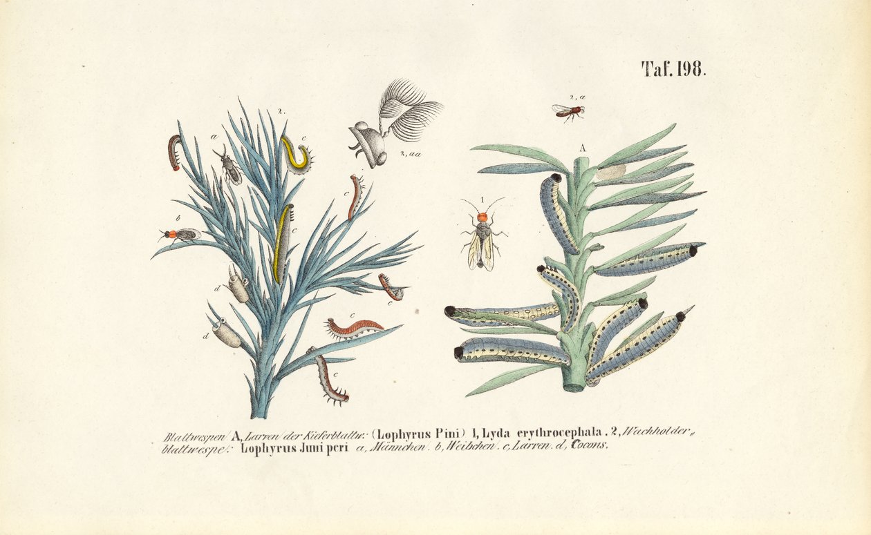 Larven van dennenzagen en hun ontwikkeling door J. W. Tenhaeff