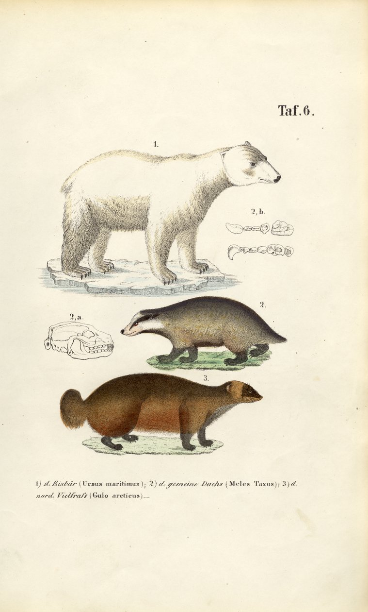 IJsbeer, das en veelvraat met anatomische details door J. W. Tenhaeff