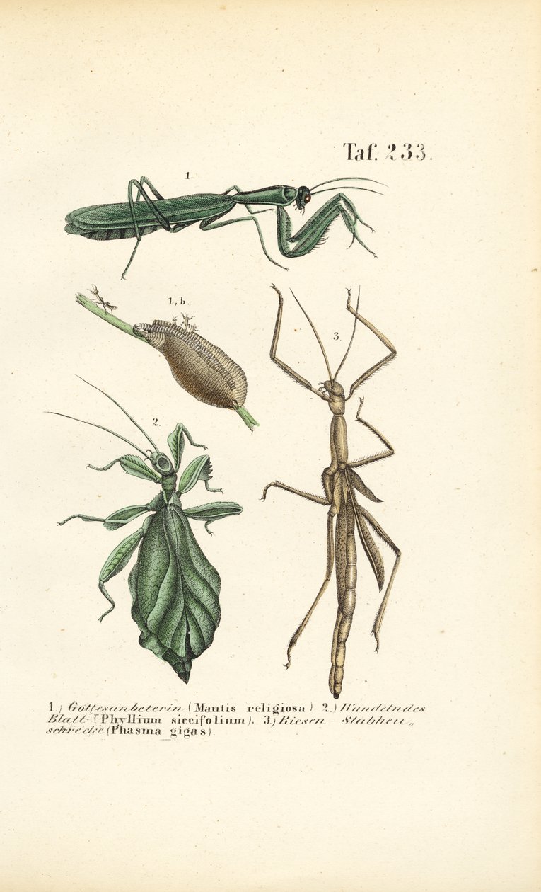 Bidsprinkhanen en wandelende insecten door J. W. Tenhaeff