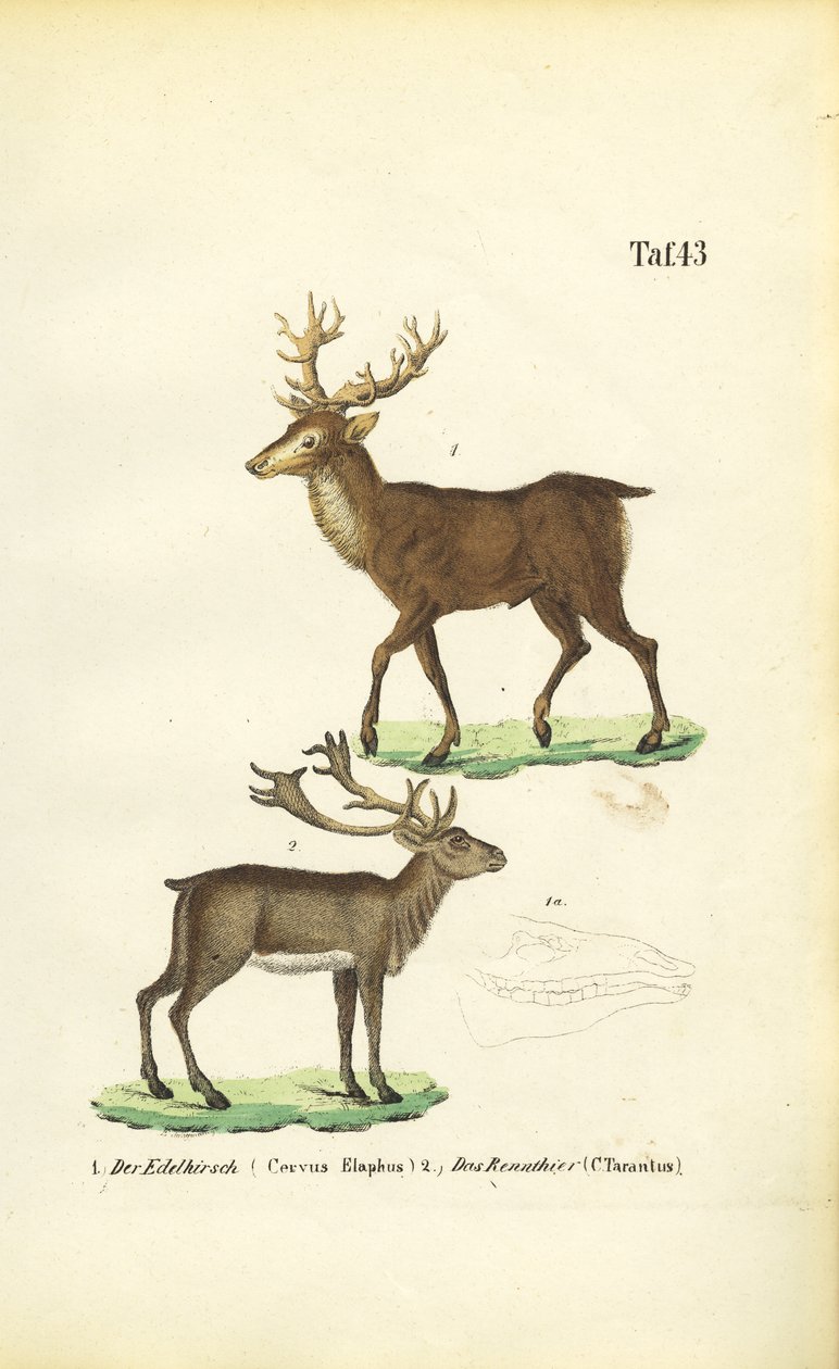 Red Deer and Reindeer door J. W. Tenhaeff