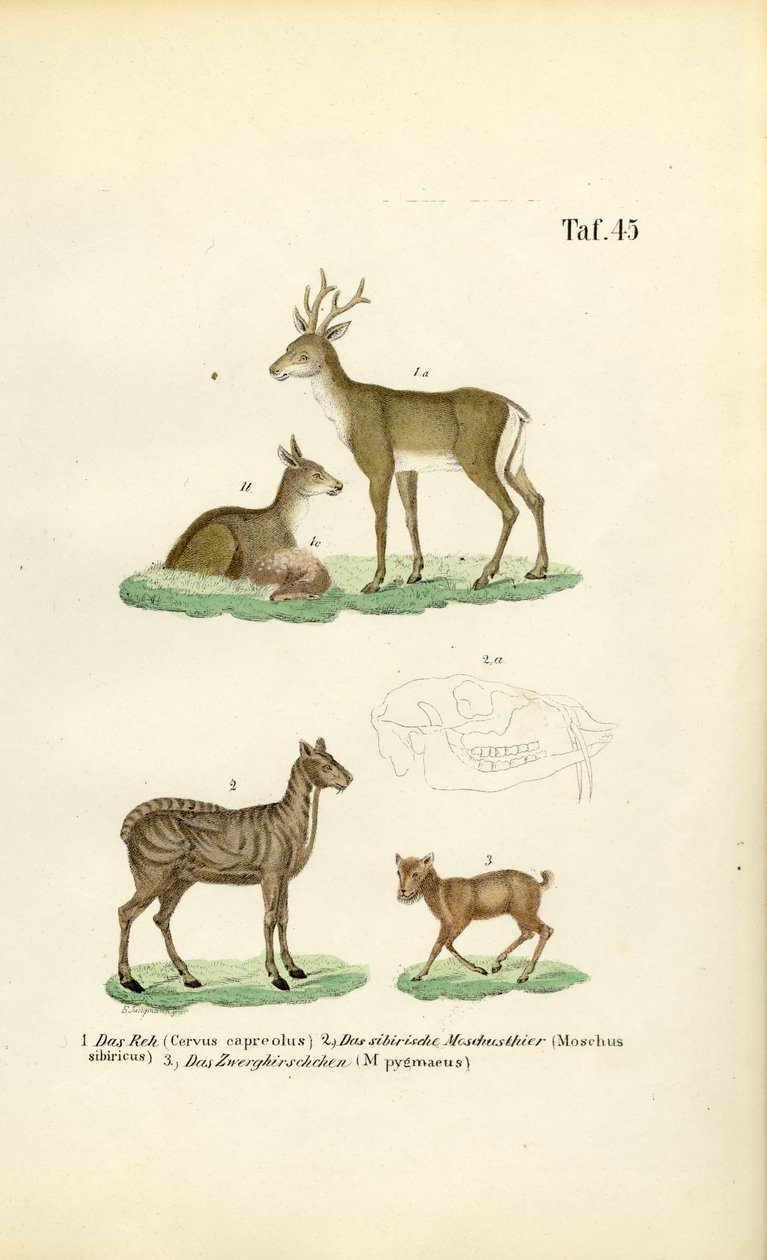 Ree, muskushert en muishert door J. W. Tenhaeff