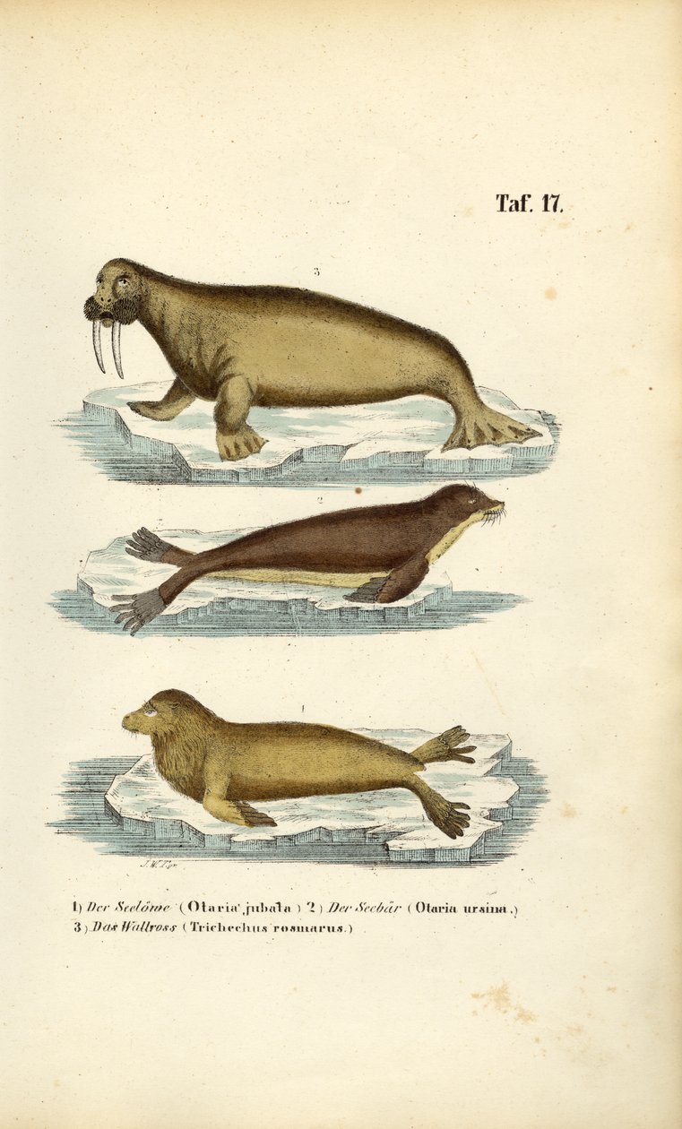 Zeeleeuw, pelsrob en walrus door J. W. Tenhaeff