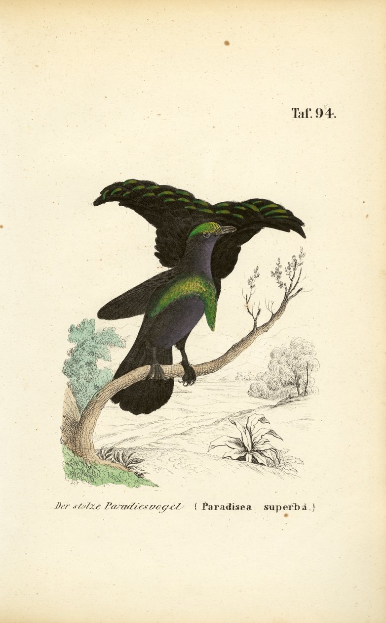 De prachtige paradijsvogel door J. W. Tenhaeff