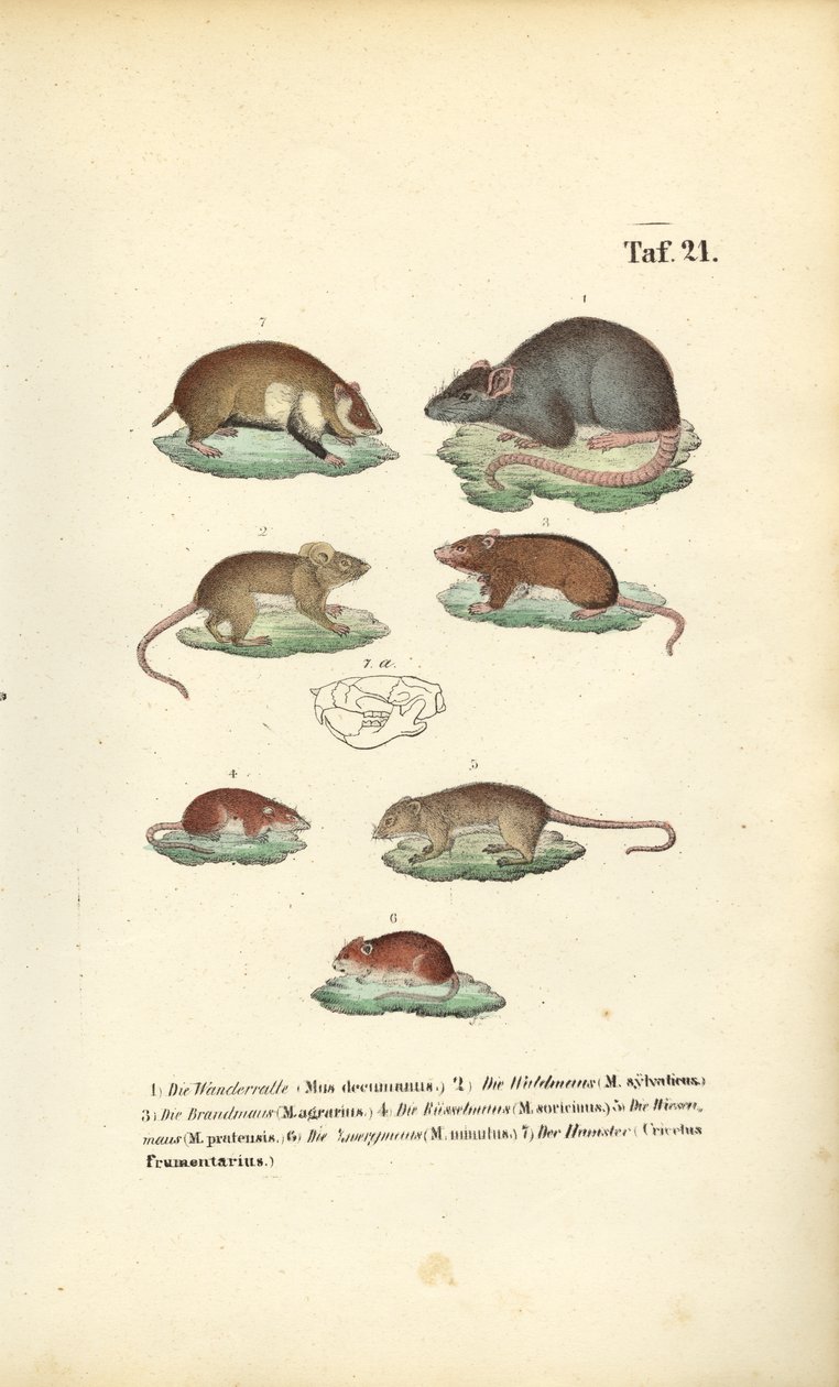 Diverse soorten Muridae door J. W. Tenhaeff